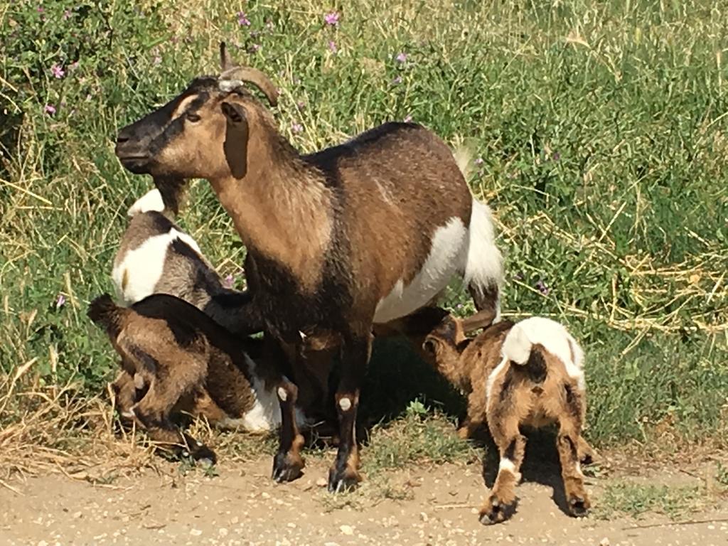 Agriturismo Terre Di Musignano Canino エクステリア 写真