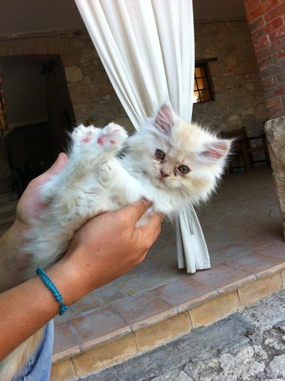 Agriturismo Terre Di Musignano Canino エクステリア 写真